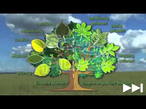 Lernfilm Baumbestimmung   Nachhilfe Download