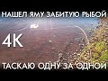 НАШЕЛ ЯМУ ЗАБИТУЮ РЫБОЙ И ТАСКАЮ ОДНУ ЗА ОДНОЙ