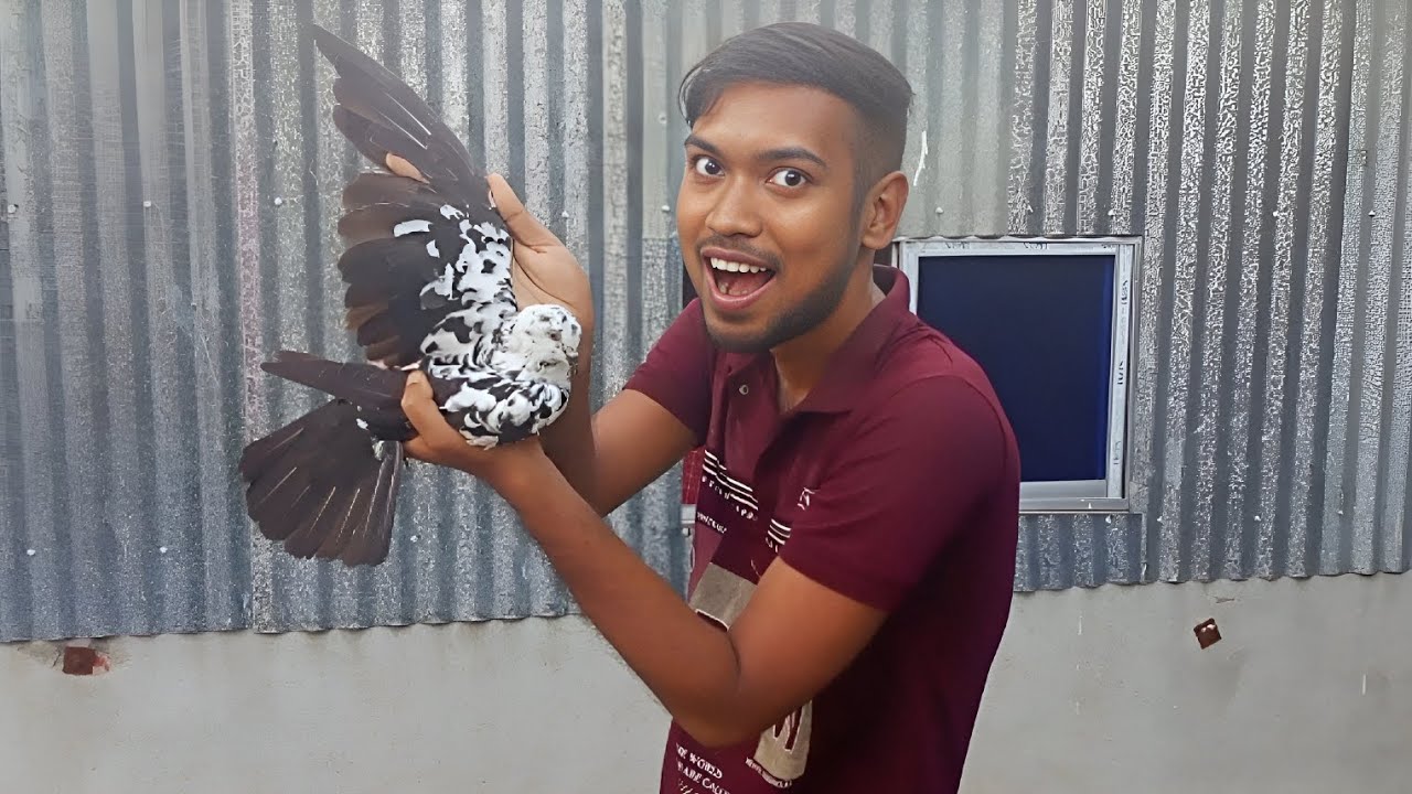 অনেকদিন পর আবার মিষ্টিবাপীর পুরোনো বউ এর সাথে দেখা হলো 😍 |Rishis pigeons| pigeon lover|