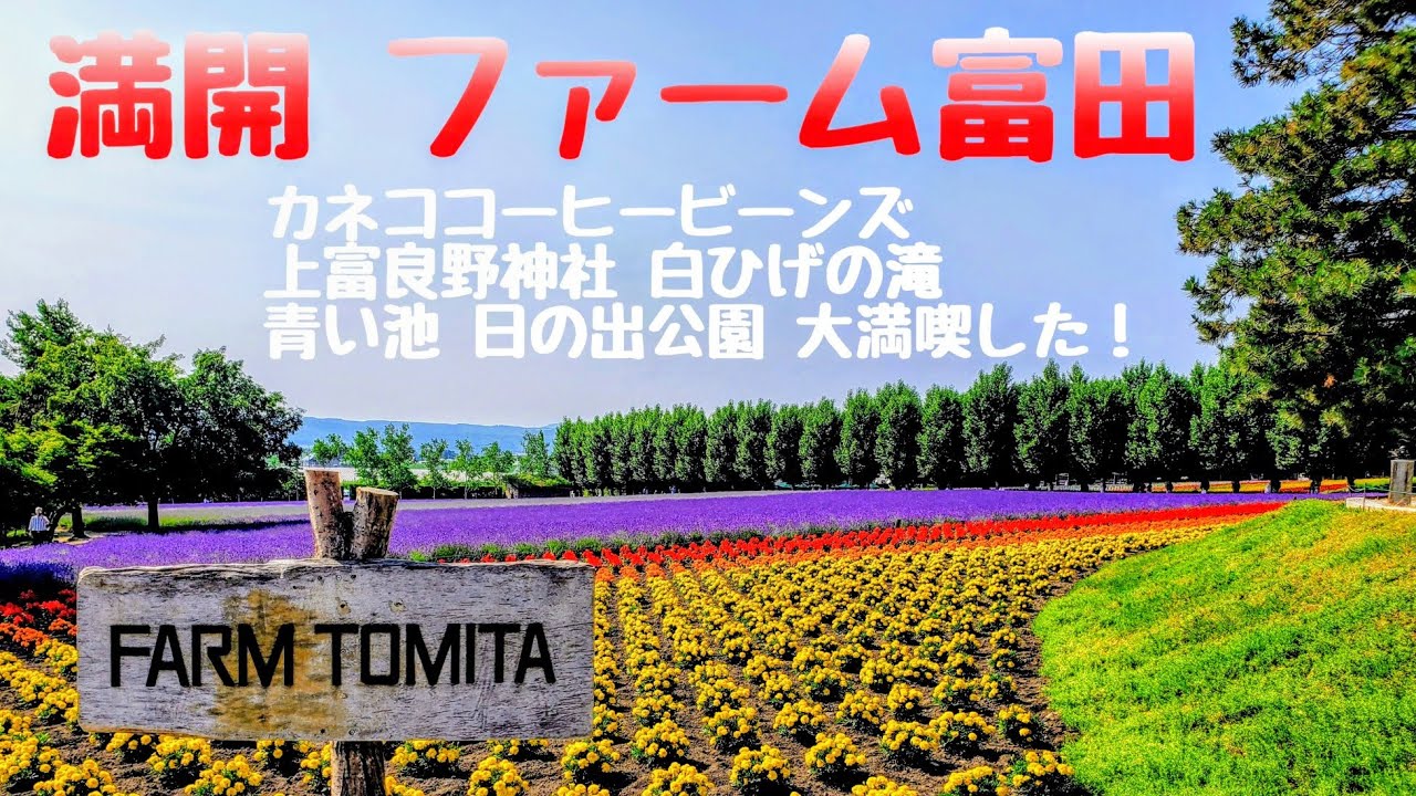 【今が旬】超大人気観光地 ファーム富田のオススメの周り方！満開のラベンダー畑や 白ひげの滝 や 青い池 を大満喫の日帰り旅！ #ファーム富田 #ラベンダー #青い池 #白ひげの滝 #旅行 #花 #山