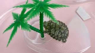 Minik Su Kaplumbağası Ve Bakımı  🐢 Resimi