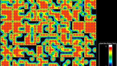 Ncyte Cortical Neuron cells show spontaneous activity with multi-electrode array (MEA) technology