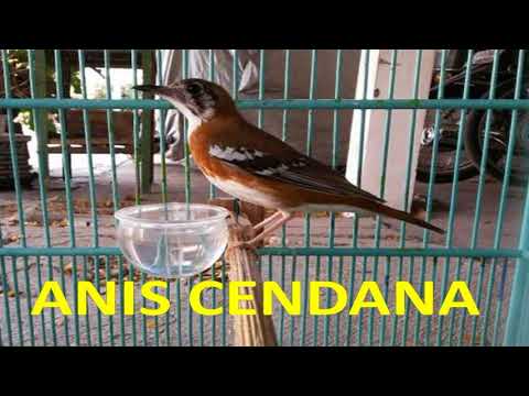 Suara Burung Anis Cendana Betina Mp3 Download Stafaband