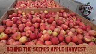 Apple Harvest Upstate NY