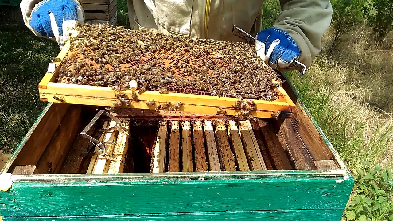 20/2018# Matecznik cichej wymiany.