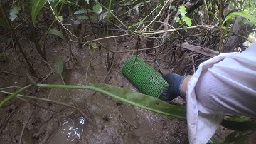 Thăm Lợp Cá Bống Dừa