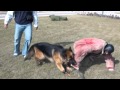 German shepherd defends owner against multiple attacks (Protection Training)