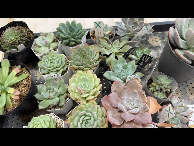 多肉植物】狩っ多肉植え替えしながらダラダラ喋る！2025.10.09