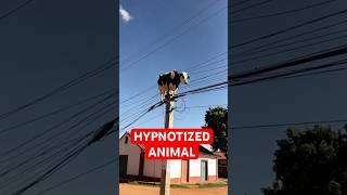 4 Animals That Can Control Other Animals Minds