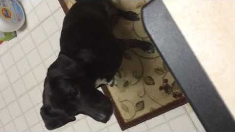 Clicker training head dip