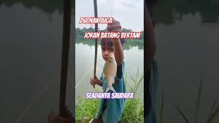 Hanya Mengunakan joran batang pokok bertam #shorts Hanya Mengunakan joran batang pokok bertam #shorts