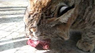 A Bobcat Breakfast