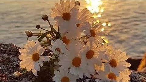 قرأن الكريم بصوت القارئ معاذ العيد اجمل حالات واتس اب