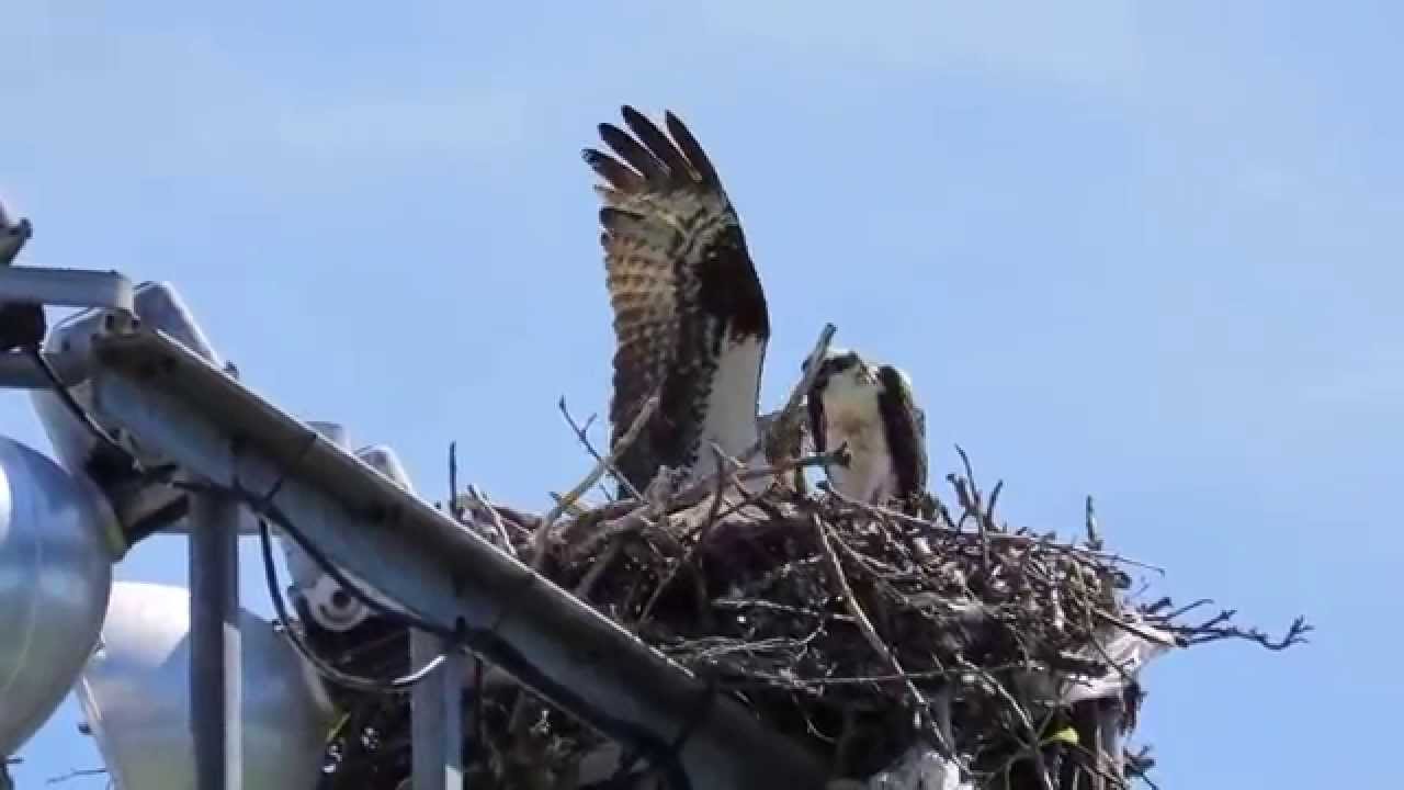 University of Victoria Osprey ~ 3 Aug. 2015
