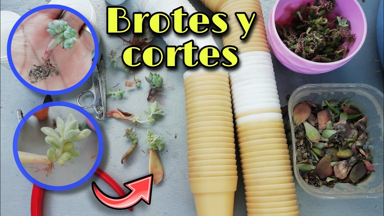 TRABAJO EN MI VIVERO DE SUCULENTAS: trasplanto brotes de hojas 🍃 | Jardines by Angie