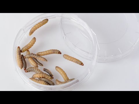 Огневка. Пчелиное мумиё . Личинки. - YouTube