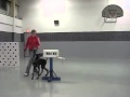 Service Dog Training - Doberman Getting the Mail: Take the Lead Dog Training Service Dog Training - Doberman Getting the Mail: Take the Lead Dog Training
