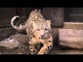 Snow Leopards: Up Close and Personal