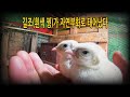 #353. #생태계 복원 프로젝트 - 길조(흰색 꿩)가 태어났다. #닭 #꿩