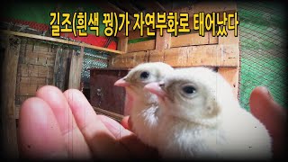 #353. #생태계 복원 프로젝트 - 길조(흰색 꿩)가 태어났다. #닭 #꿩