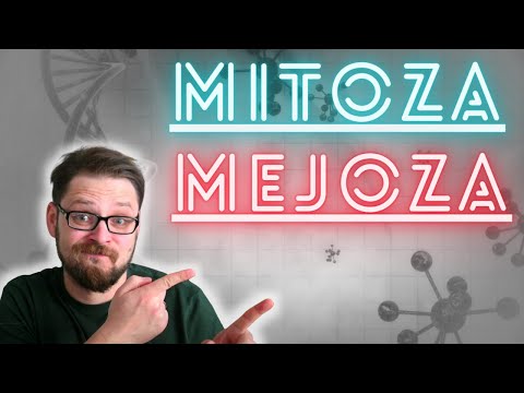 Wideo: Podczas anafazy 1 mejozy?