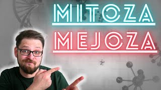 Mitoza i Mejoza, Męczące Podziały Komórkowe. To nie tylko jest całkiem łatwe, ale i bardzo ciekawe!