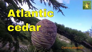 Tree profile: Cedrus atlantica, the Atlas cedar or Atlantic cedar