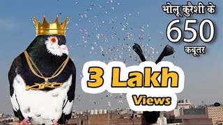 Kabootarbazi King Bholu Qureshi K 650 Kabutar Dauday Huye  | Delhi Ki Kabutar Bazi |  #Pigeon