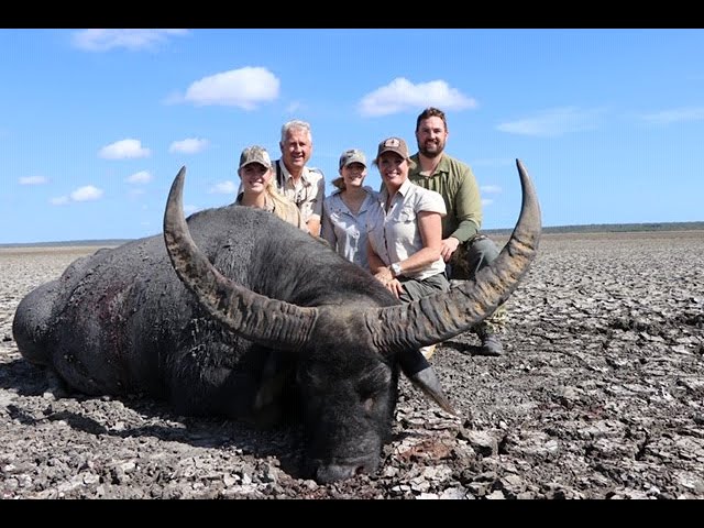 anbefale dynasti stabil Australia Water Buffalo Hunt - YouTube