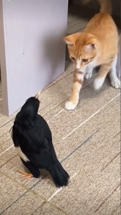 kucing bergelud dengan burung jalak#shorts