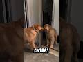 Este perro merece un Oscar por su actuación #goldenretriever #divertido #animales #shorts