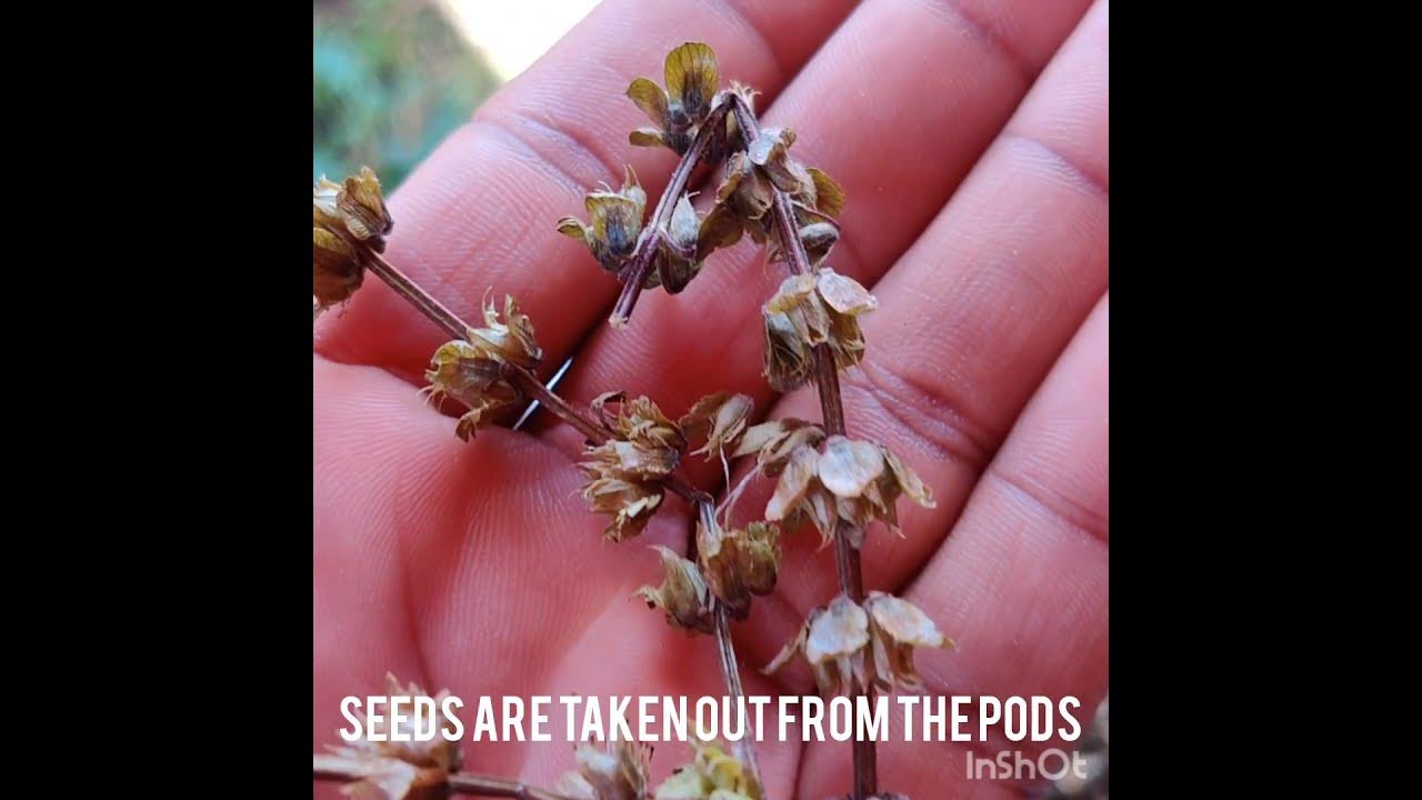 How to collect BASIL SEEDS, CUSCUS (SABJA SEEDS) from Tulasi plant