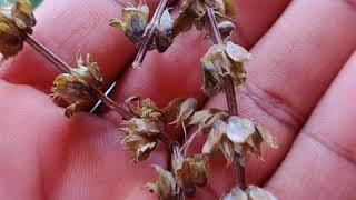How To Collect Basil Seeds Cuscus sabja Seeds From Tulasi Plant