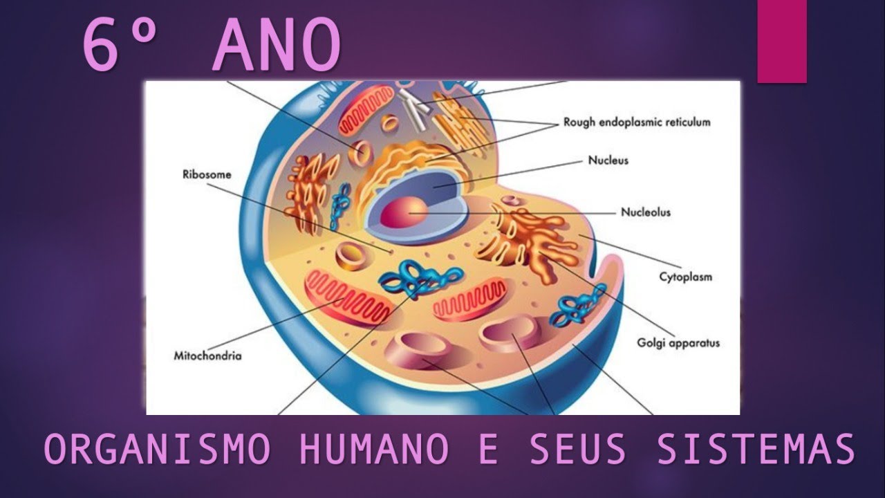 Citoplasma: definição, nos eucariontes, funções - Brasil Escola