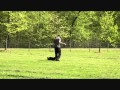 Titan (Great Dane) Boot Camp Dog Training demonstration Titan (Great Dane) Boot Camp Dog Training demonstration