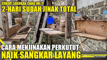 Cara Menjinakan Burung Perkutut Tangkapan Alam Naik Sangkar Layang