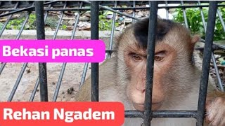 Download Lagu Kandang primata bekasi siang hari  MP3 Download Lagu Kandang primata bekasi siang hari  MP3
