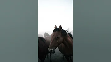 Единственный современный род семейства лошадиных