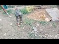 #kilimooku chicks vellore...#parrotbeakaseel #parrotnoises #birds #aseelmurga #rooster