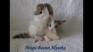 Питомник "Magic Bastet" представляет Питомник "Magic Bastet" представляет