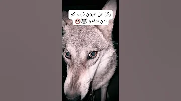ذيب Wolf 