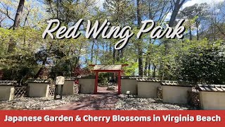 Japanese Garden & Cherry Blossoms tour at Red Wing Park Virginia Beach