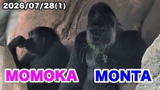モンタくんとモモカさんの同居練習【一般公開63日目】（Monta and Momoka living together）2026.07.28(1)