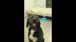 Milo Case Study   |  Gaining confidence with #CharlieRoyvon by Royvon Dog Training and Hotels 71 views 5 months ago 1 minute, 58 seconds