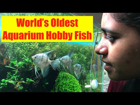 How to Keep Angelfish in Aquarium | Angelfish Planted Aquarium | Angelfish Aquascape | Fish care