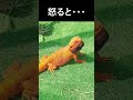 プンプン丸　#フトアゴヒゲトカゲ　#爬虫類　#激おこ