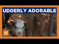 Wildlife World Zoo invites families to brunch with mini Highland cows