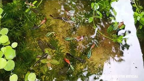 TẬP NUÔI CÁ BẢY MÀU TRONG THÙNG XỐP, HỒ KIẾNG, LU SÀNH, HỒ XI MĂNG