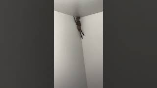 Lady Found a Spider in the Wardrobe