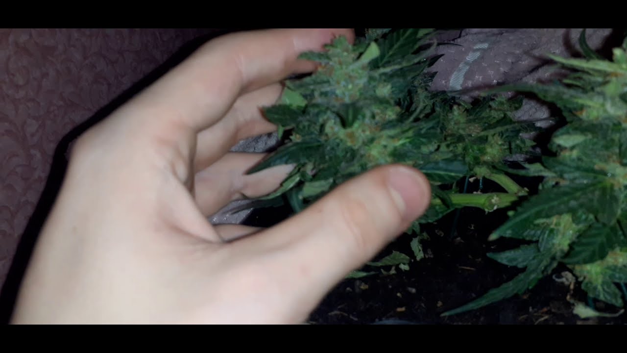 quick update week 6 flower (royal gorilla) might harvest soon 🔍❄